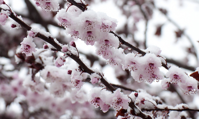 21-MARZO-2012 ..... Y LA PRIMAVERA SE CUBRIÓ DE NIEVE.
EL CURSO DEL AÑO: La primavera
Palabras clave: primavera